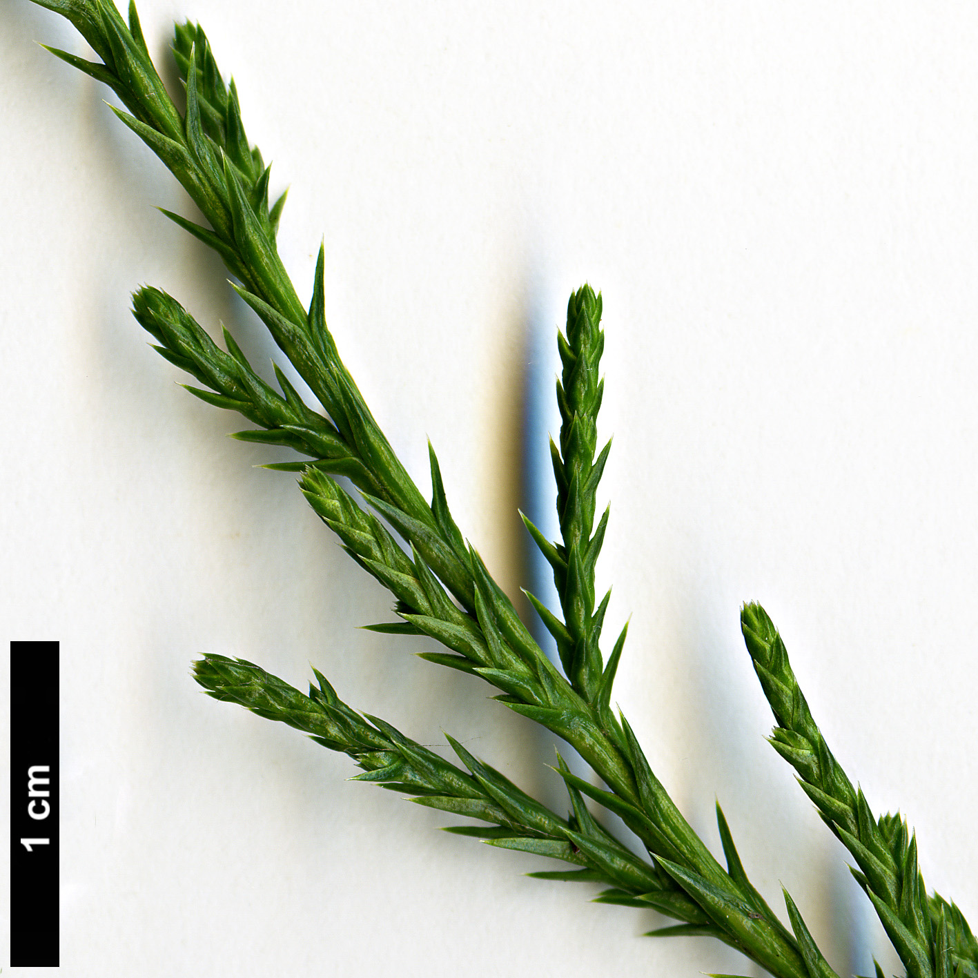 High resolution image: Family: Cupressaceae - Genus: Juniperus - Taxon: virginiana - SpeciesSub: var. silicicola